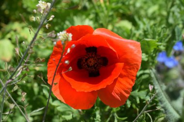 Bahçede kırmızı gelincik çiçeği