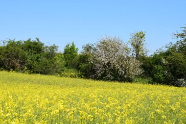 İspanya 'daki sarı tecavüz sahası