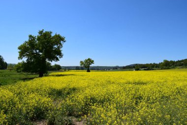 Sarı tecavüz alanı olan manzara