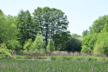 Thurer Wiesen Bataklığı, Almanya