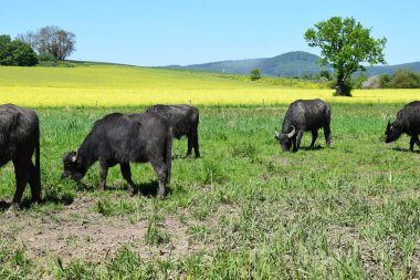 Yeşil çayırlarda bufalolar
