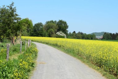 Sarı çiçek tarlasının güzel manzarası