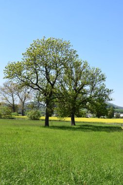 Bahar manzarası, güzel doğa.