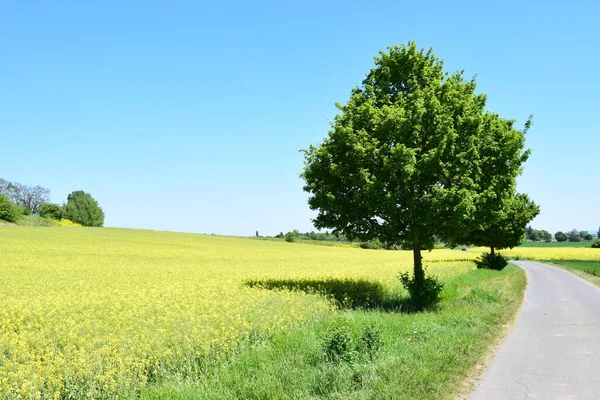 Sarı çiçekli güzel bir manzara.