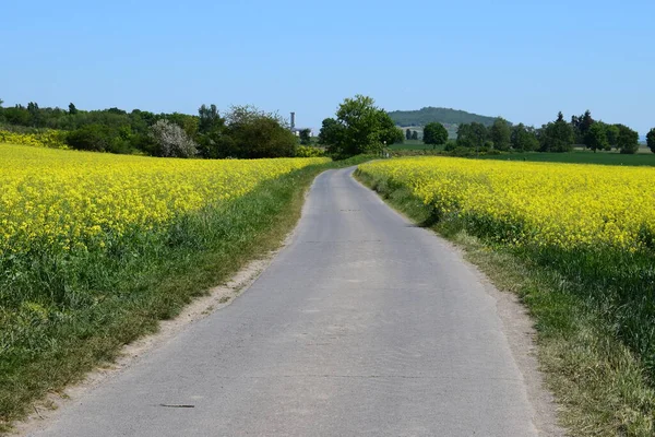 Sarı çiçekli bir yol.