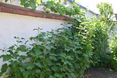 Büyük kırmızı üzümlü çalılar sarmaşıklı bir duvarda