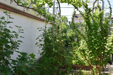 Vahşi bahçenin güzel manzarası