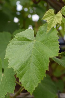 Üzüm yapraklarının manzarasını kapat