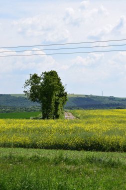 alan sarı çiçek ve mavi gökyüzü