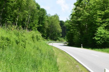 Ormanda yeşil ağaçlar olan dolambaçlı bir yol