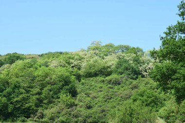 white blooming trees in the green forest