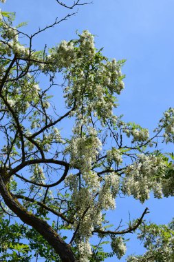 Bahçede beyaz çiçekler