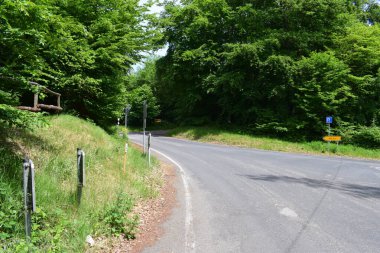 Ormana giden güzel yol