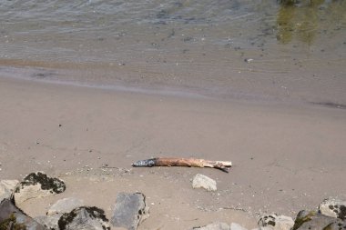 kumlu sahilde dalgaların karaya attığı odun