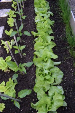 sebze bahçesinde bahar