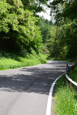 Ormandaki küçük yalnız yol.