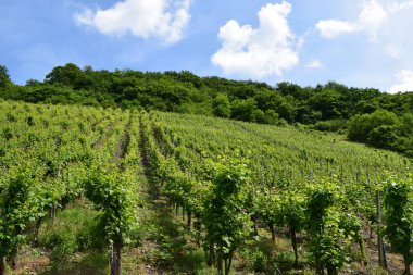 Yamaca üzüm bağları