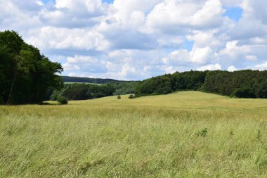 Yazın dağlarda güzel bir orman manzarası.