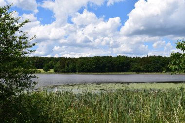 Ormanda bir göl manzarası