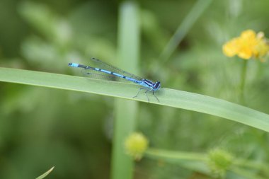 Mavi yusufçuk yeşil bitkide