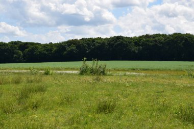 Yeşil tarlada çamurlu bir gölet ve bulutlu mavi gökyüzü..