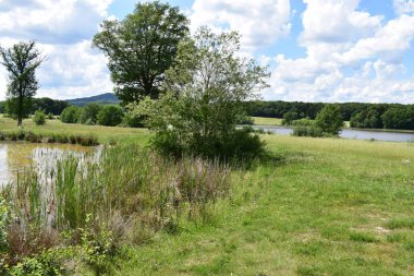 Güzel bir göl sahnesi, kamış ve rüzgar şeklinde bir ağaç.