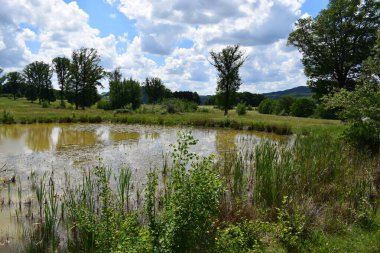 Sazlık gölü olan güzel bir manzara.