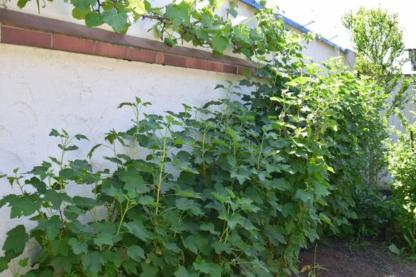 Büyük kırmızı üzümlü çalılar sarmaşıklı bir duvarda