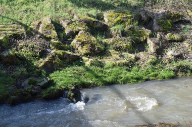 Ormanda küçük bir nehir.
