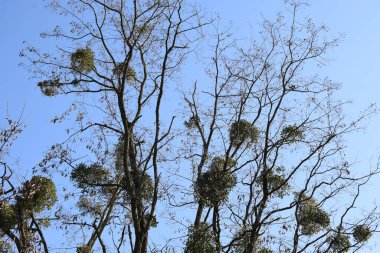 Ökseotu ve kargalı ağaç