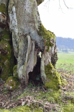 Ağaçların gövdesi yosunla kaplanmış.