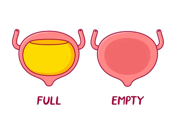 Fullt och tomt organ i urinblåsan. Vektor platt linje tecknad illustration ikon. Isolerad på vit bakgrund — Stock vektor