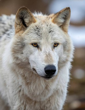 Görkemli Beyaz Kurt Portresi