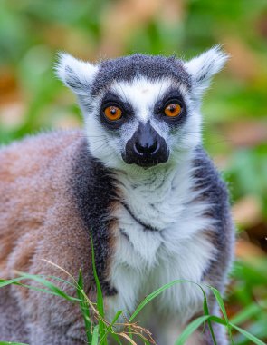 Doğada Halkakuyruklu Bir Lemur 'un Yoğun Bakışı