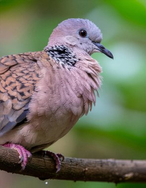 Huzurlu benekli güvercin Bir dalın üzerine tünemiş