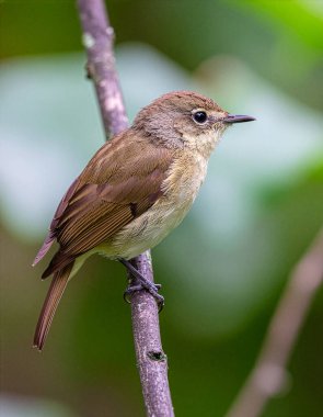 Doğal ortamdaki küçük kahverengi kuş bir dalın üzerine tünemiş.