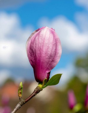 Mavi Gökyüzüne karşı Pembe Manolya Çiçeği Bud 'ın yakın çekimi