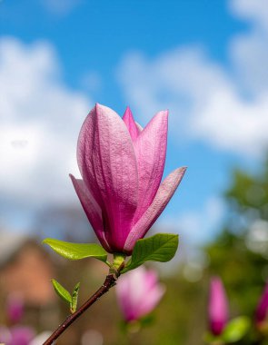 Güneşli Mavi Gökyüzüne karşı zarif Pembe Manolya Çiçeği