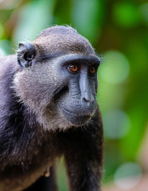 Bir Celebes Tepeli Macaque Portresi (Macaca Nigra)