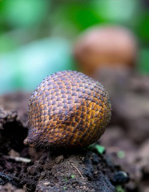 Karanlık toprakta arka planı bulanık bir yılan meyvesine yakın dur.