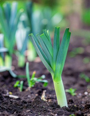 Taze pırasa bitkisi Karanlık Bereketli Toprakta büyüyor