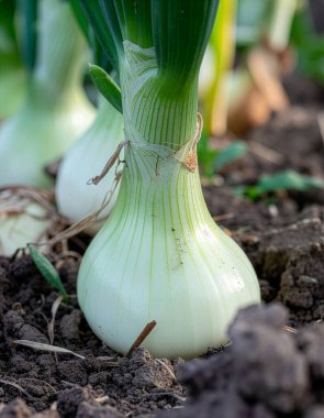 Taze beyaz soğan soğanı çiftliğin verimli topraklarında yetişiyor.