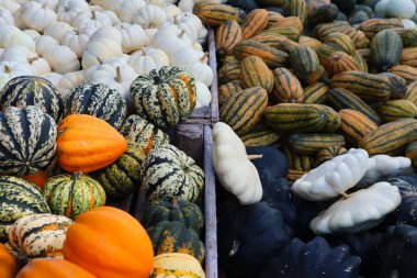 Jarrahdale balkabağı, türban kabağı, Baby Boo mini beyaz balkabağı ve Delicata squash ile dolu dört tezgah. Sonbahar hasadı, mevsimlik pazarlar, Şükran Günü, Cadılar Bayramı ve sonbahar dekorasyonu için mükemmel. Yüksek kalite fotoğraf