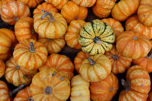 Parlak turuncu balkabağı arkaplanı sonbaharın sıcaklığını, dokularını ve cana yakın cazibesini yakalıyor. Sonbahar için mükemmel, Şükran Günü, Cadılar Bayramı, ya da hasat temalı tasarımlar