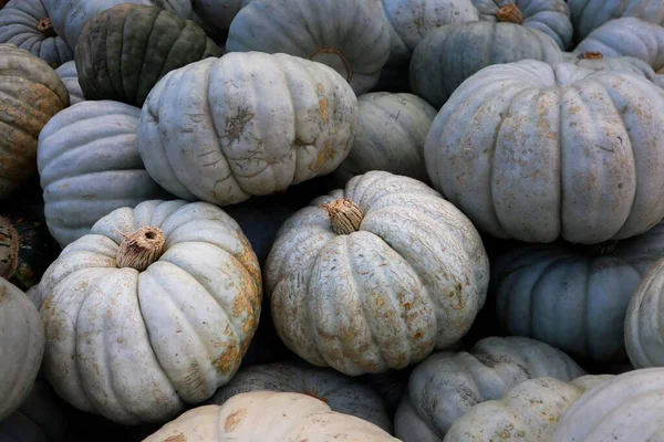 Bir yığın soluk mavi-gri Jarrahdale balkabağı, sonbahar için mükemmel, sonbahar hasadı, Şükran Günü, Cadılar Bayramı, ve mevsimsel dekor.