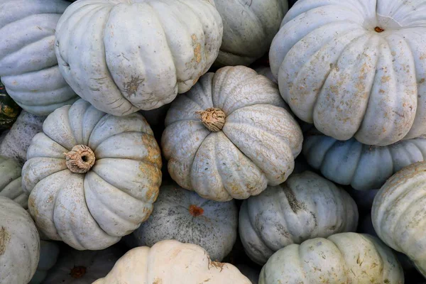 Bir yığın soluk mavi-gri Jarrahdale balkabağı, sonbahar için mükemmel, sonbahar hasadı, Şükran Günü, Cadılar Bayramı, ve mevsimsel dekor.