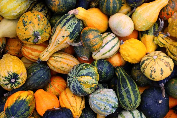 Renkli balkabağı, kabak ve kabak karışımı. Canlı sonbahar hasat geçmişi Şükran Günü, Cadılar Bayramı ve mevsimlik sonbahar süslemeleri için mükemmel..