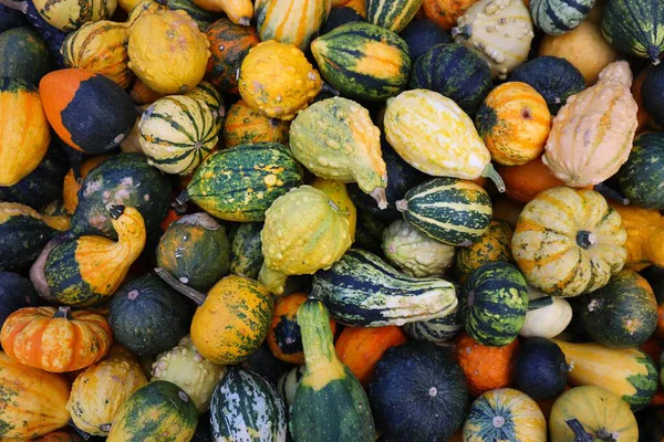 Renkli balkabağı, kabak ve kabak karışımı. Canlı sonbahar hasat geçmişi Şükran Günü, Cadılar Bayramı ve mevsimlik sonbahar süslemeleri için mükemmel..