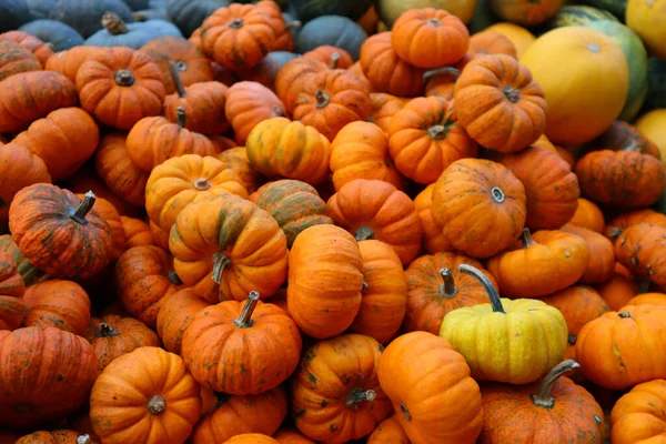 Parlak turuncu balkabağı arkaplanı sonbaharın sıcaklığını, dokularını ve cana yakın cazibesini yakalıyor. Sonbahar için mükemmel, Şükran Günü, Cadılar Bayramı, ya da hasat temalı tasarımlar