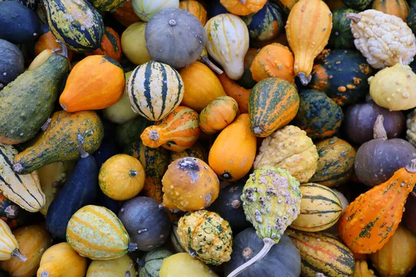 Renkli balkabağı, kabak ve kabak karışımı. Canlı sonbahar hasat geçmişi Şükran Günü, Cadılar Bayramı ve mevsimlik sonbahar süslemeleri için mükemmel..